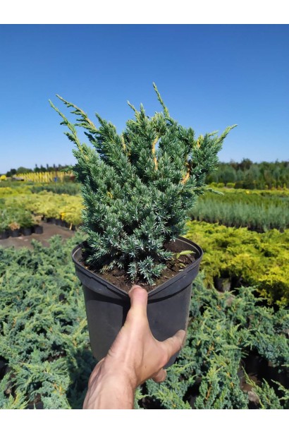 Можжевельник чешуйчатый Мейери - 5л/вис.60-70см/Ø40-50см